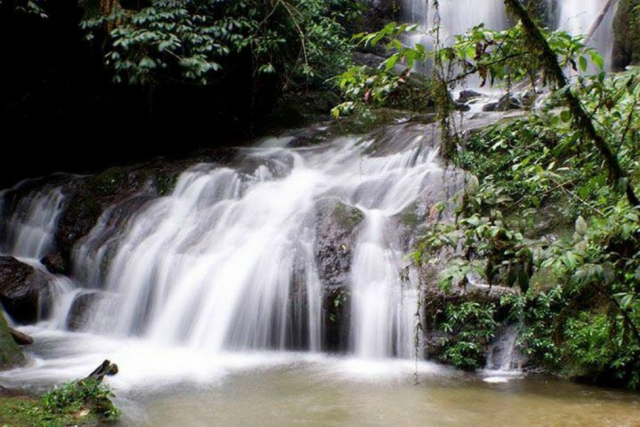  Rota florestal 